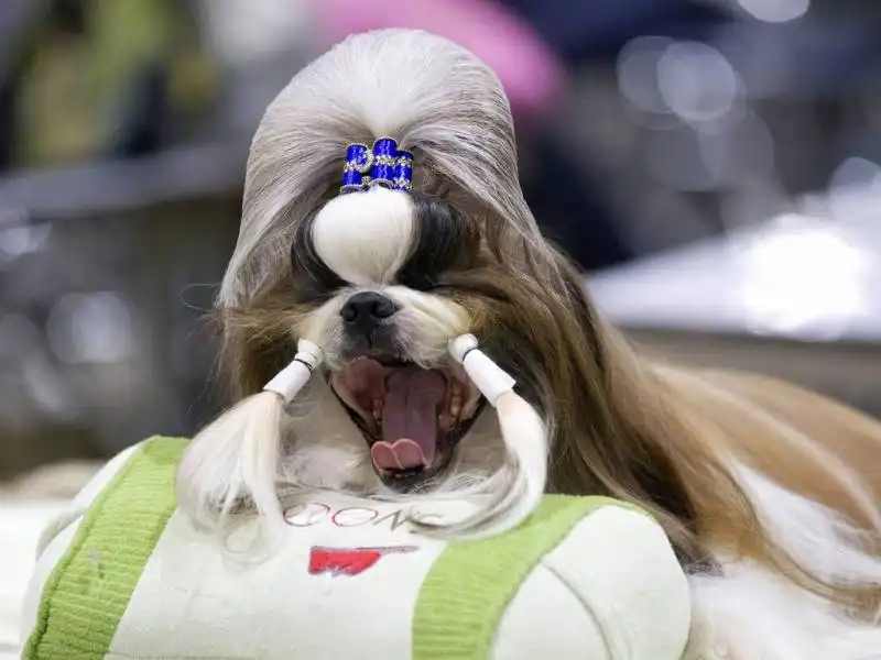 dog show in bangkok,