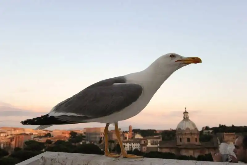 gabbiano sulla terrazza del vittoriano