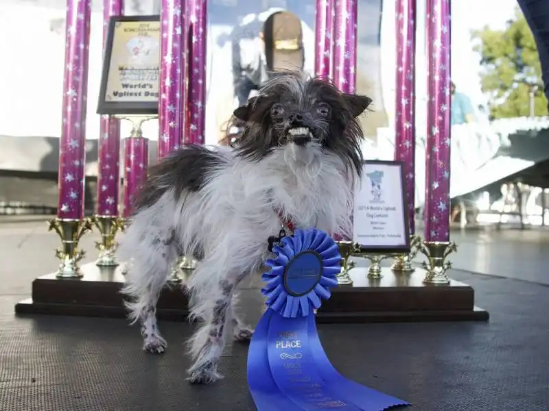 peanut il cane piu brutto del mondo