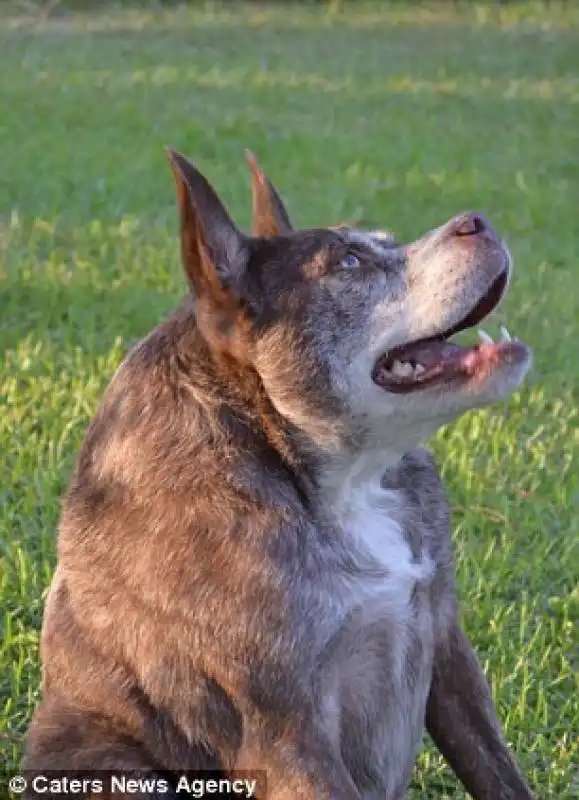 quasimodo in gara fra i cani piu brutti