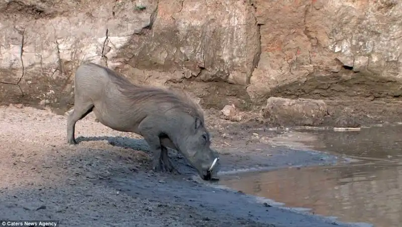 coccodrillo e facocero