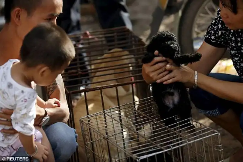 cuccioli al mercato di yulin