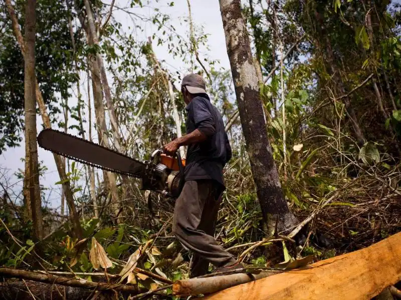 deforestazione