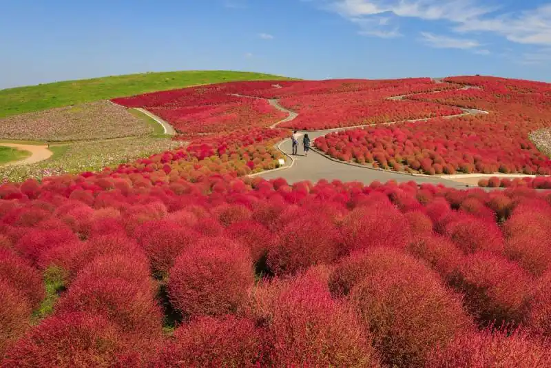 ibaraki, giappone