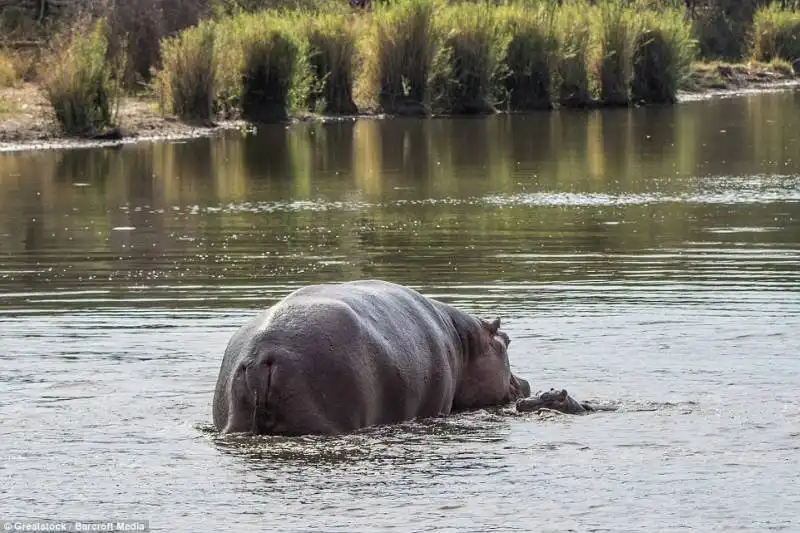 ippopotamo vs coccodrillo5