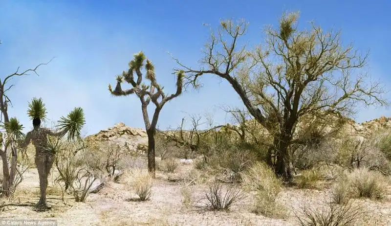 joshua tree national park