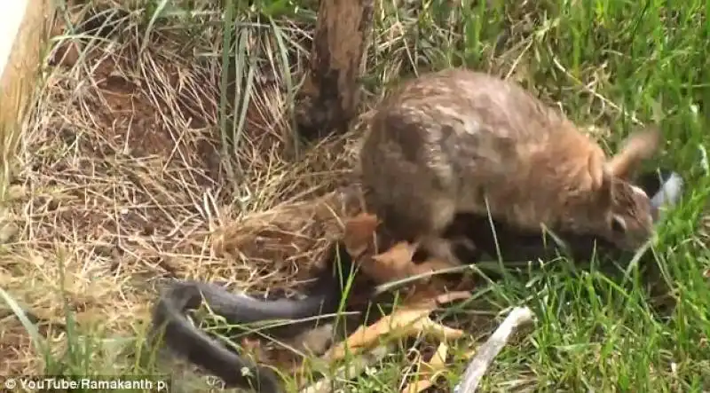 mamma coniglio vs serpente 3