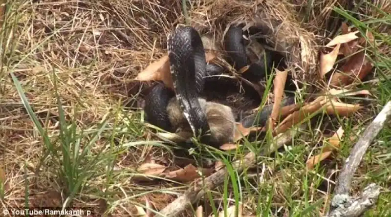 mamma coniglio vs serpente