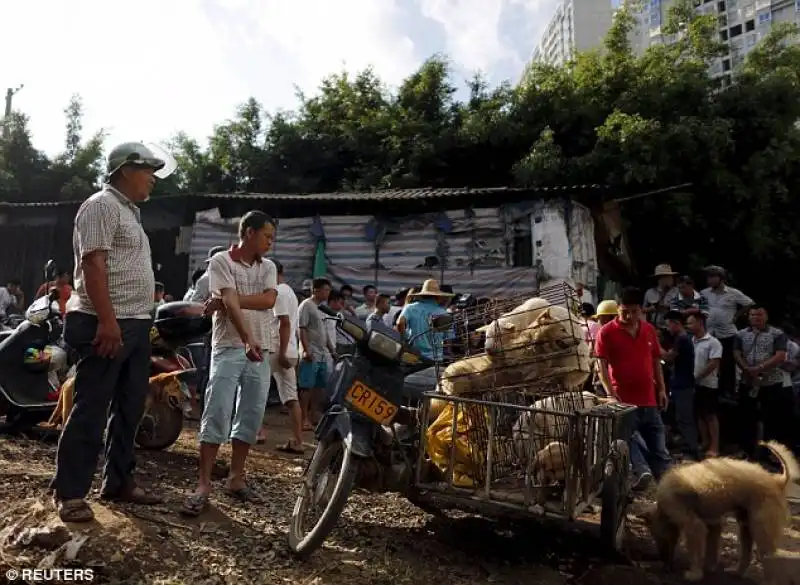 mercato dei cani a dashichang