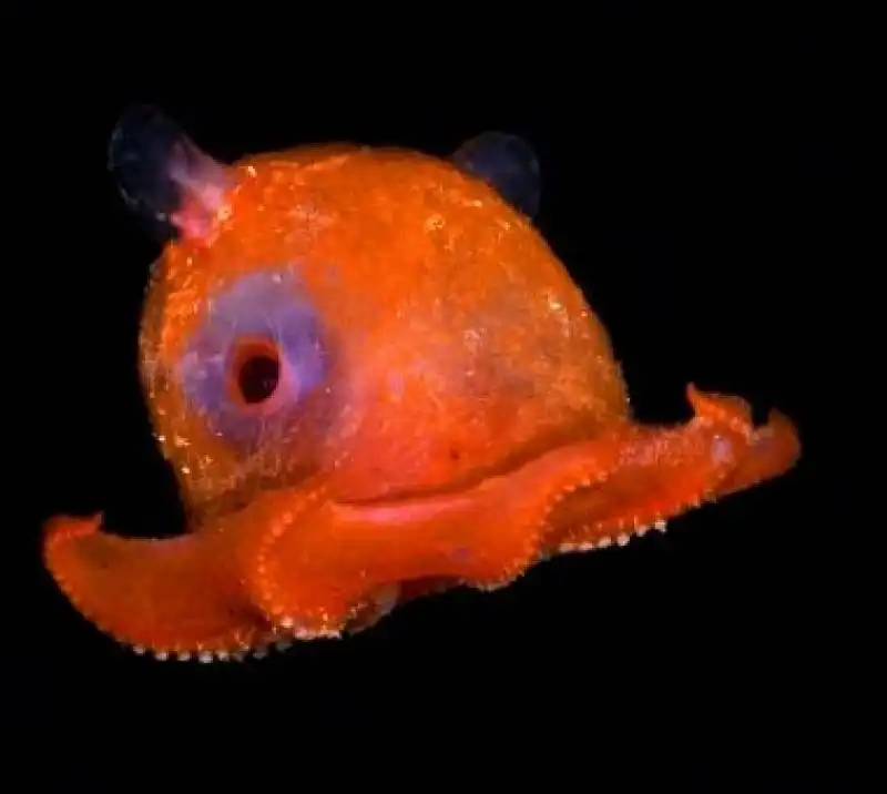 opisthoteuthis californiana