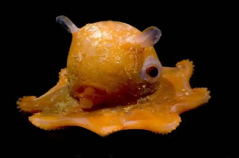 opisthoteuthis californiana1