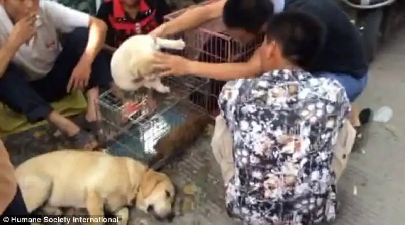 preparazione allo yulin festival