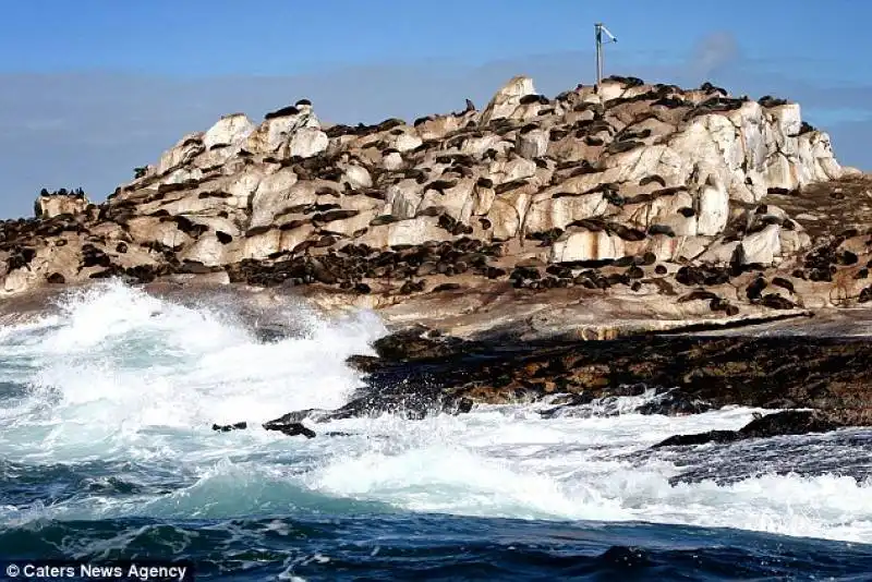 seal island