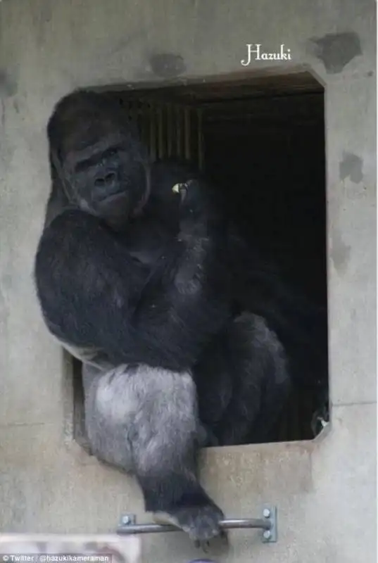 shabani11