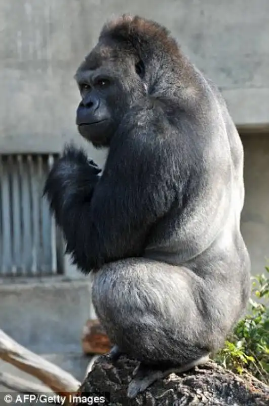 shabani16