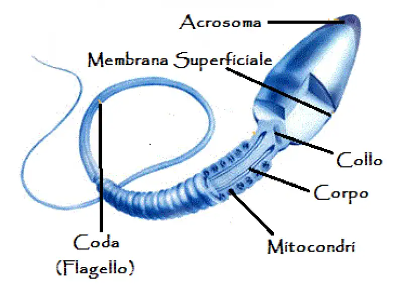 spermatozoo