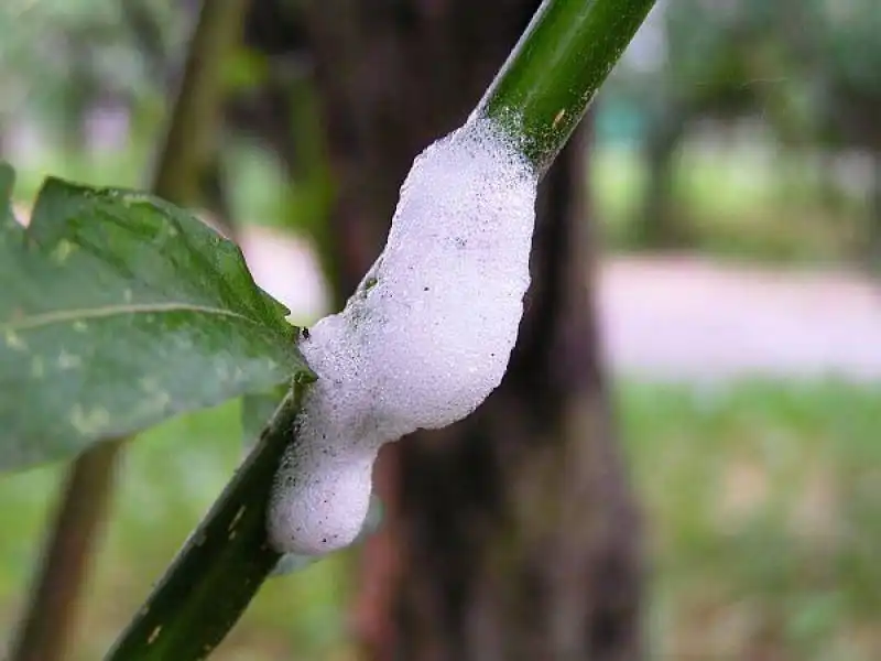 XYLELLA