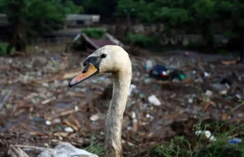 zoo tbilisi 6