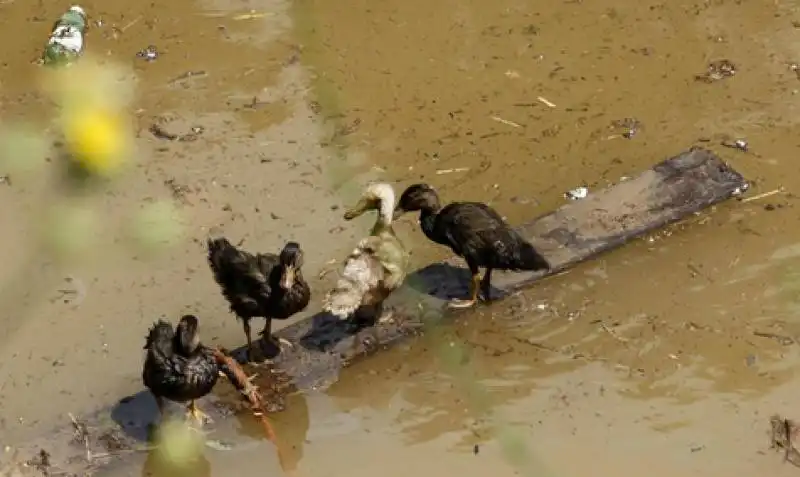 zoo tbilisi alluvione 9