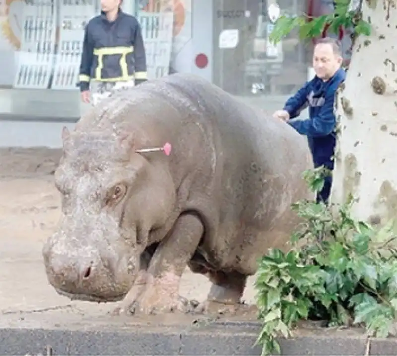 zoo tbilisi ippopotamo 3