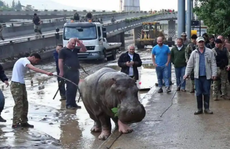 zoo tbilisi ippopotamo 9