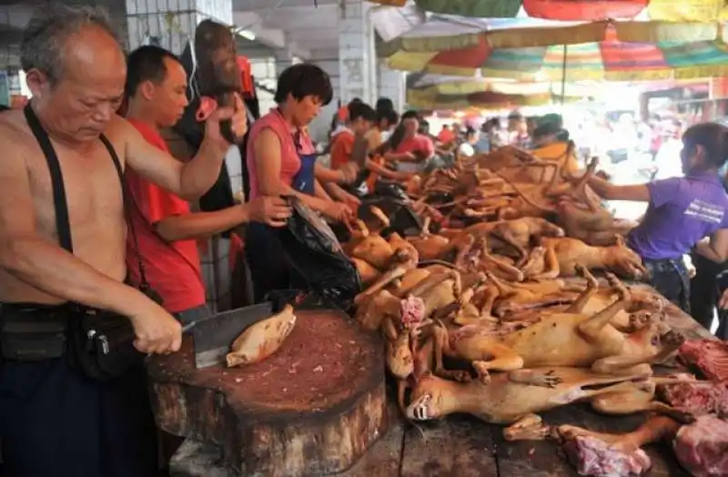 CINA FESTIVAL CARNE DI CANE 2