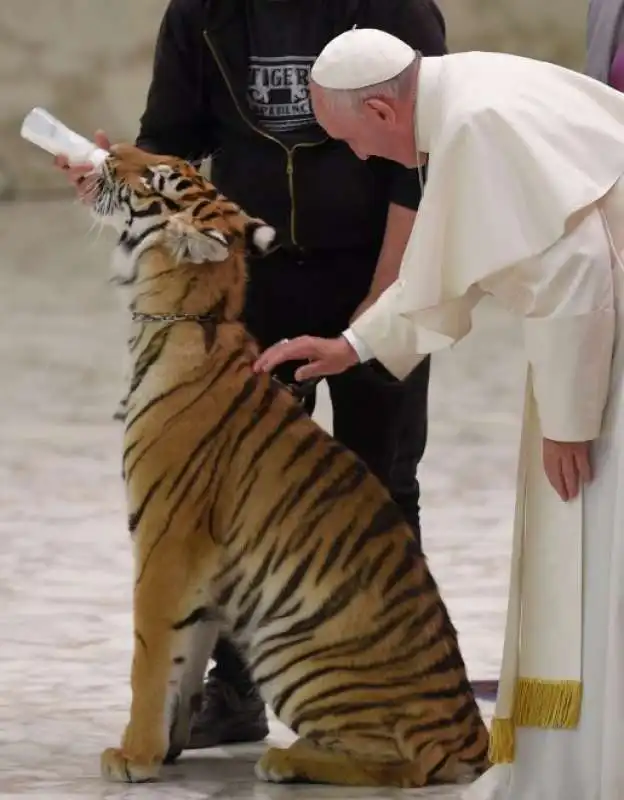 papa bergoglio accarezza la tigre  