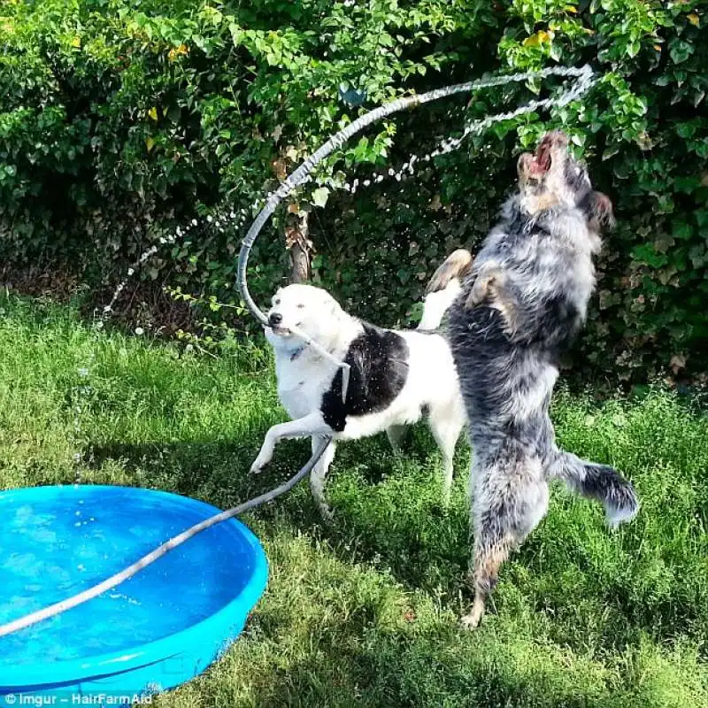 cani in piscina