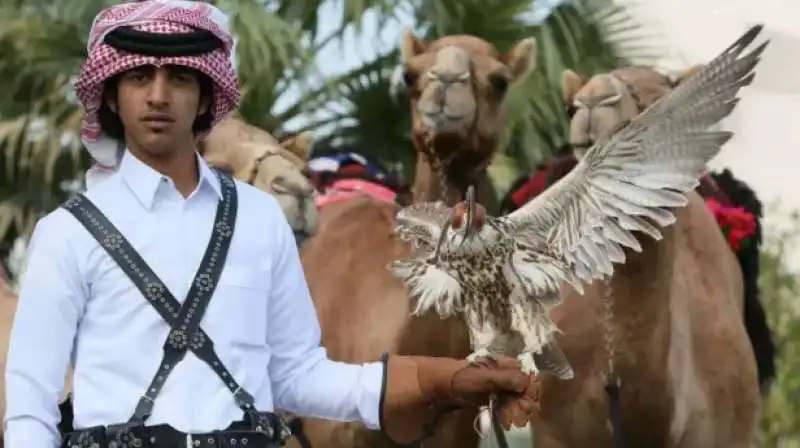 FALCONIERE QATARINO