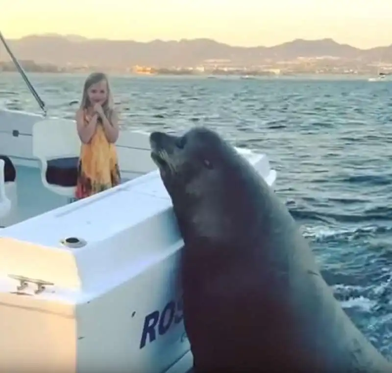 la foca fa capolino sulla barca