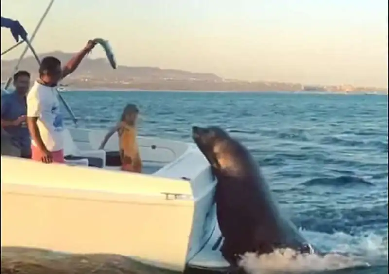 la foca segue la barca per il pesce