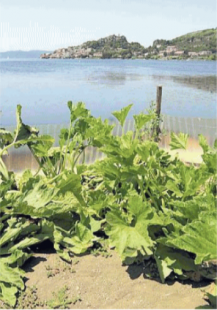 LAGO DI BRACCIANO SICCITA'