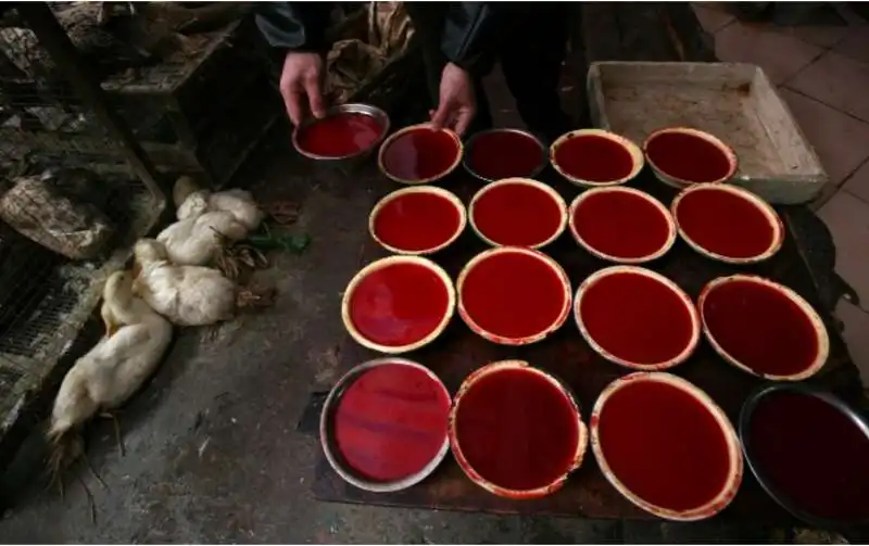 sangue di anatra in cina