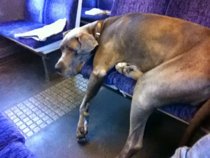 CANE IN TRENO   