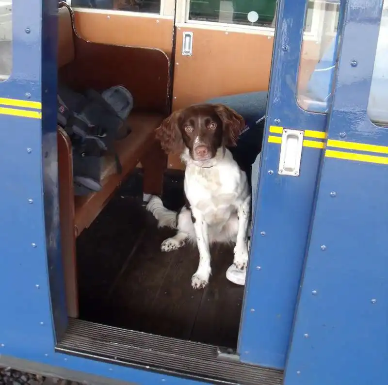 CANE IN TRENO