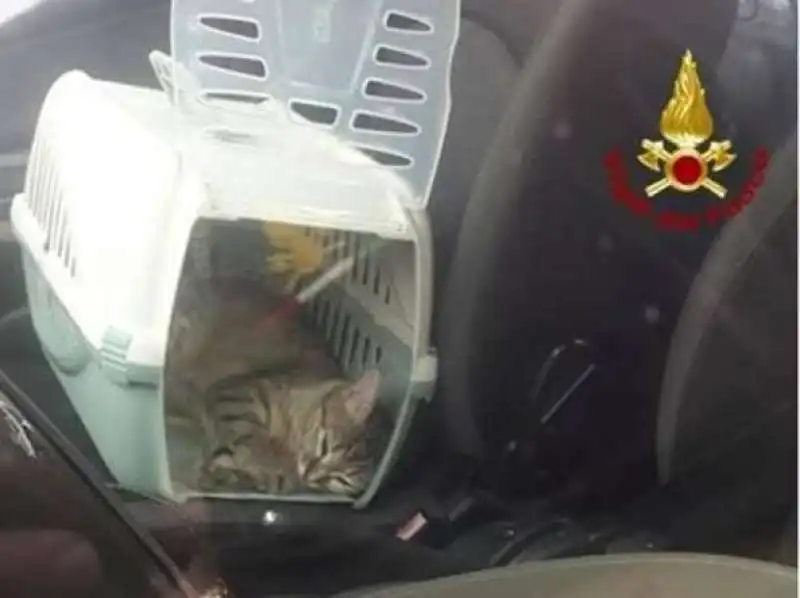 GATTO CHIUDE PROPRIETARI FUORI DALL'AUTO