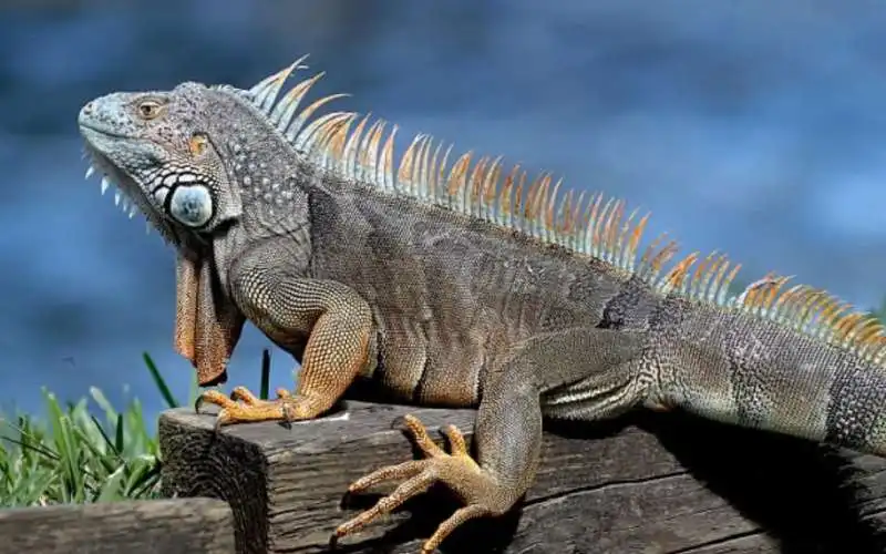 iguana  6