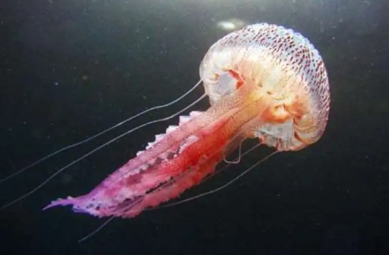 medusa pelagia noctiluca