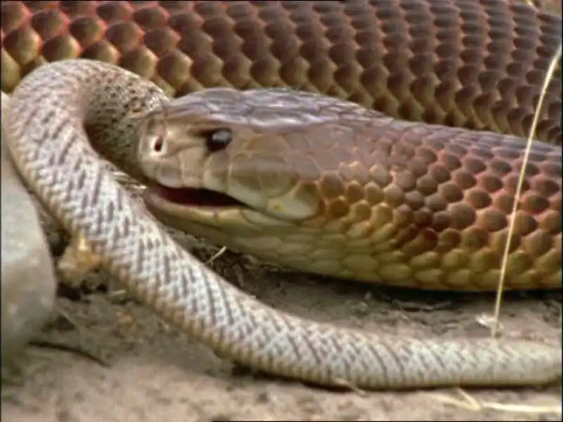 serpente taipan 2