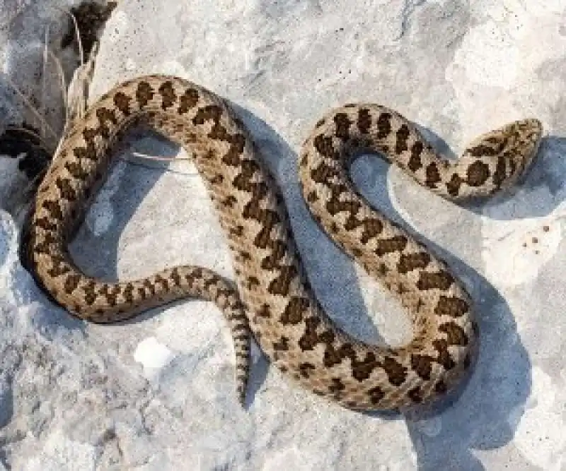 VIPERA 