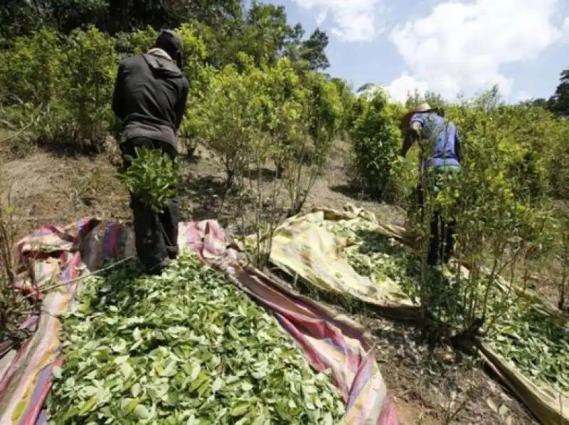 CAMPI DI PRODUZIONE DELLA COCAINA