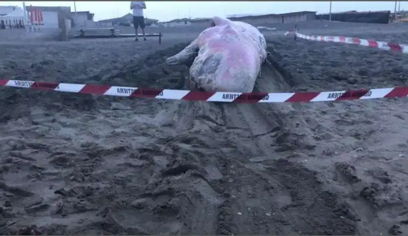 capodoglio spiaggiato a ostia 3