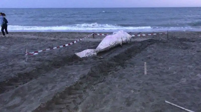 capodoglio spiaggiato a ostia 5