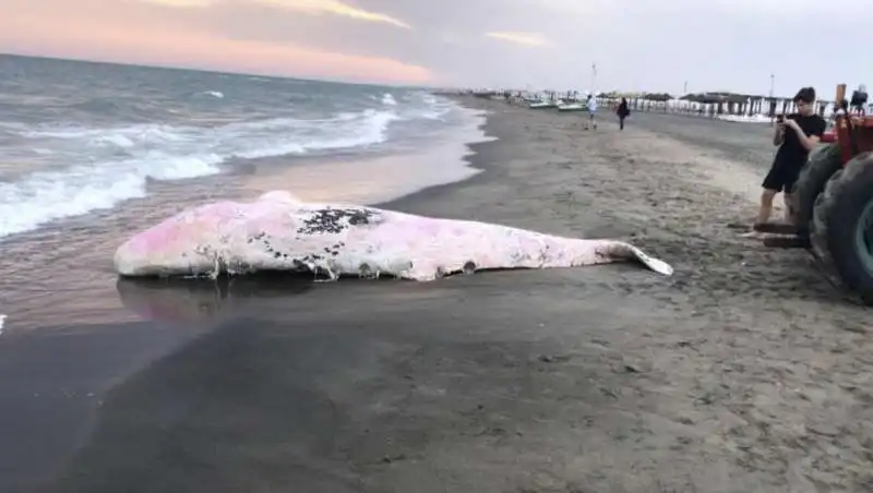 capodoglio spiaggiato a ostia 6