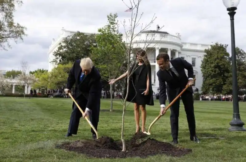 quercia piantata da macron e trump 11