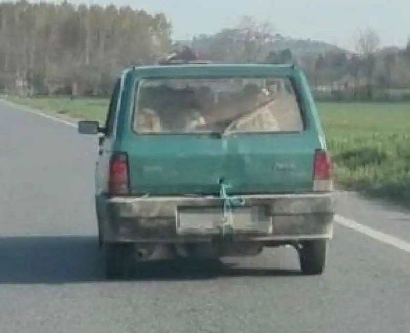 UN AGRICOLTORE DI CHIERI E LE SEI PECORE NELLA PANDA