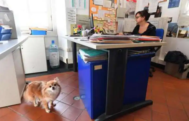 animali sul posto di lavoro 3