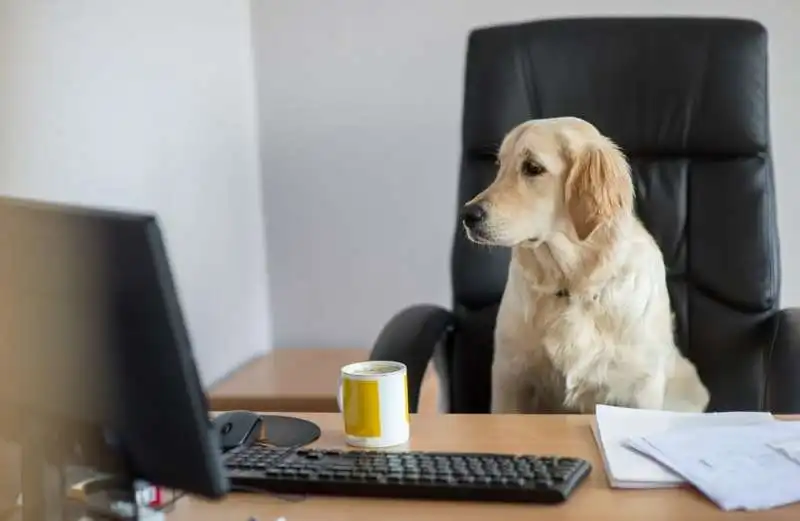 animali sul posto di lavoro 4