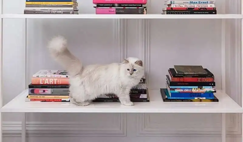 choupette, la gatta di karl lagerfeld