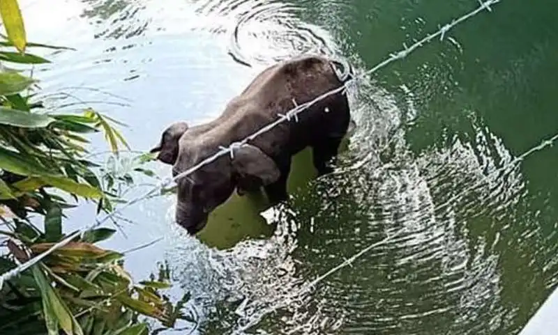 elefante incinta uccisa da ananas imbottita di petardi 3